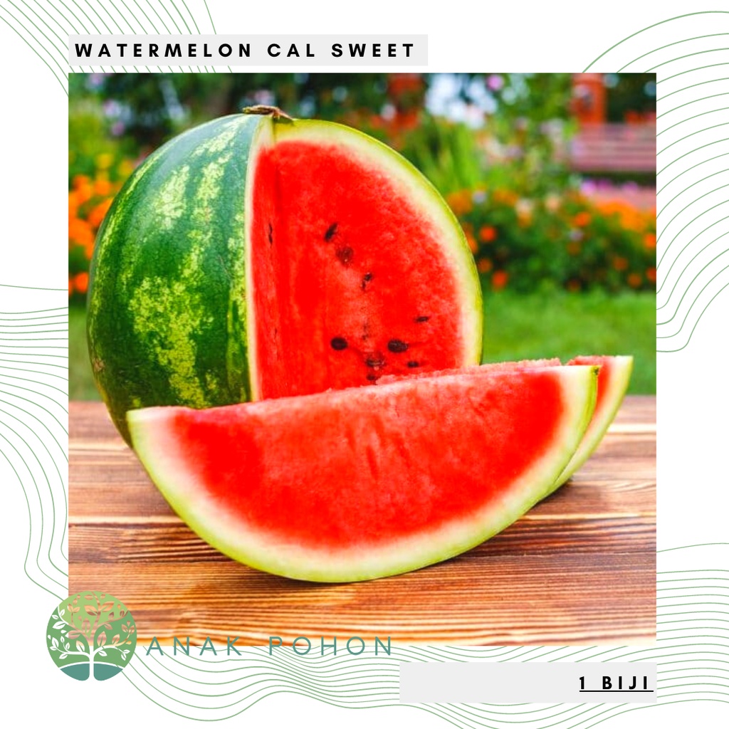 Benih Bibit Biji - Watermelon Cal Sweet Semangka Bulat Merah Seeds - IMPORT