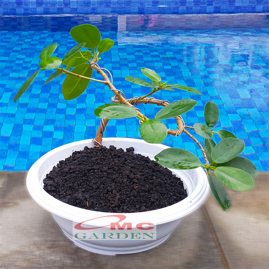Tanaman Hias Pohon Bonsai Mame Beringin Korea Mini Dolar B-BK-007