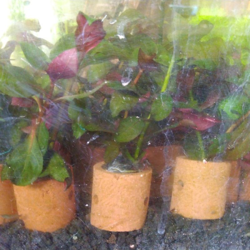 Jual Tanaman Air Aquascape Shopee Indonesia 1816