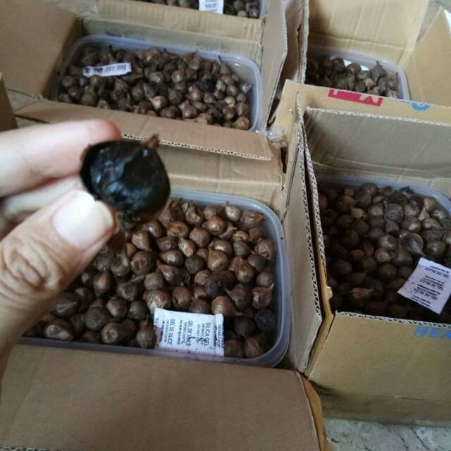 

black Garlic. bawang hitam sejuta manfaat