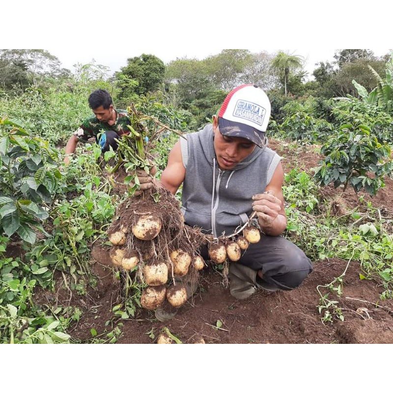 

Bibit Kentang G-2 Kemasan 25 Kg Bersertifikat