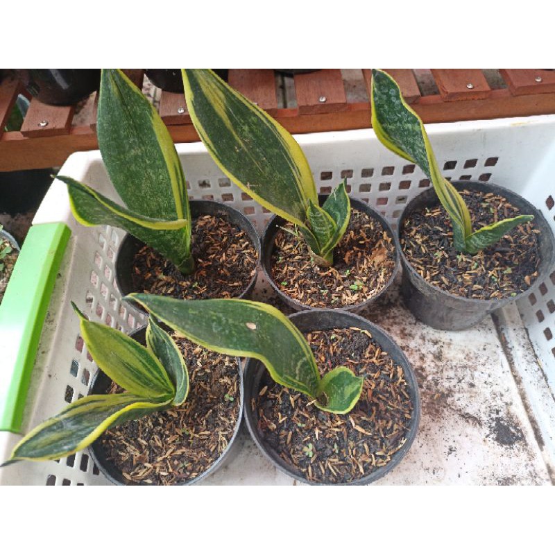 Sansivera Gold Flame Lidah Mertua Golden Flame