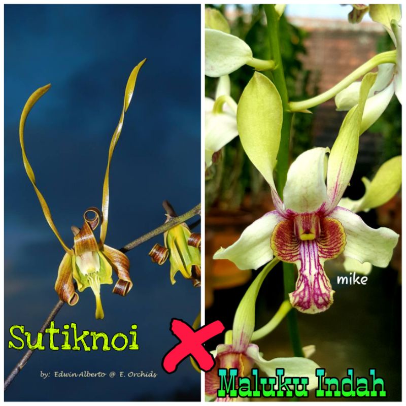 DENDROBIUM SUTIKNOI X MALUKU INDAH (PRA DEWASA)