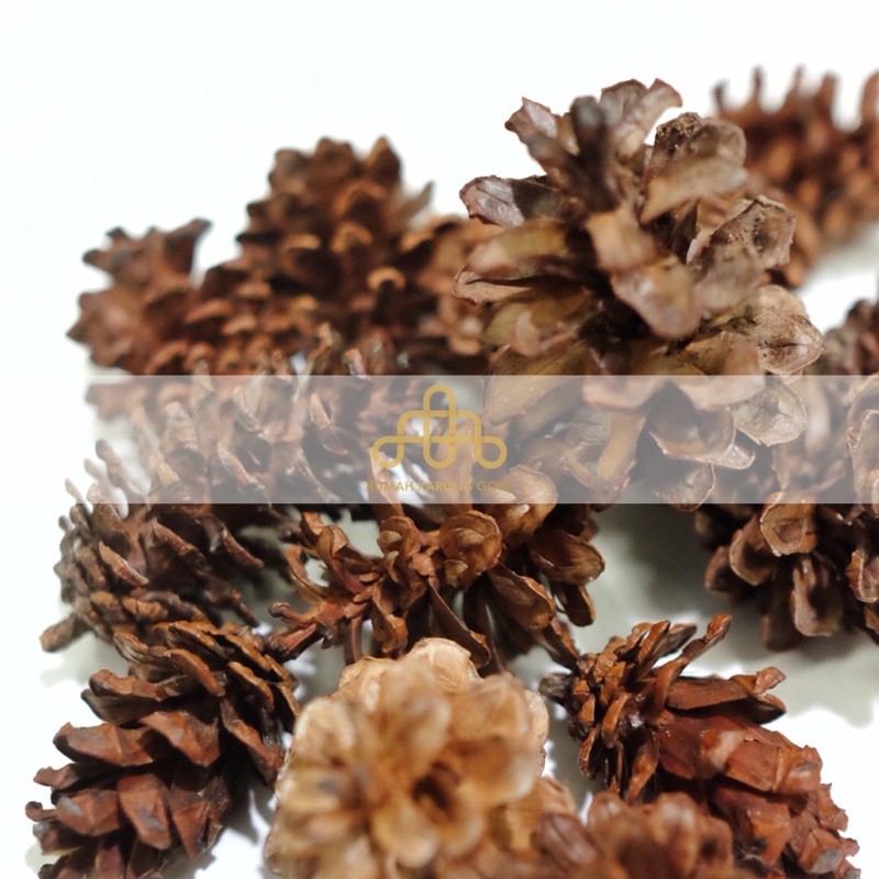 Dekorasi Mahar Kembang Bunga Pinus Kering - Buah Pinus Hiasan Pohon Natal - Dried Pine Flower - Bahan Craft Mahar