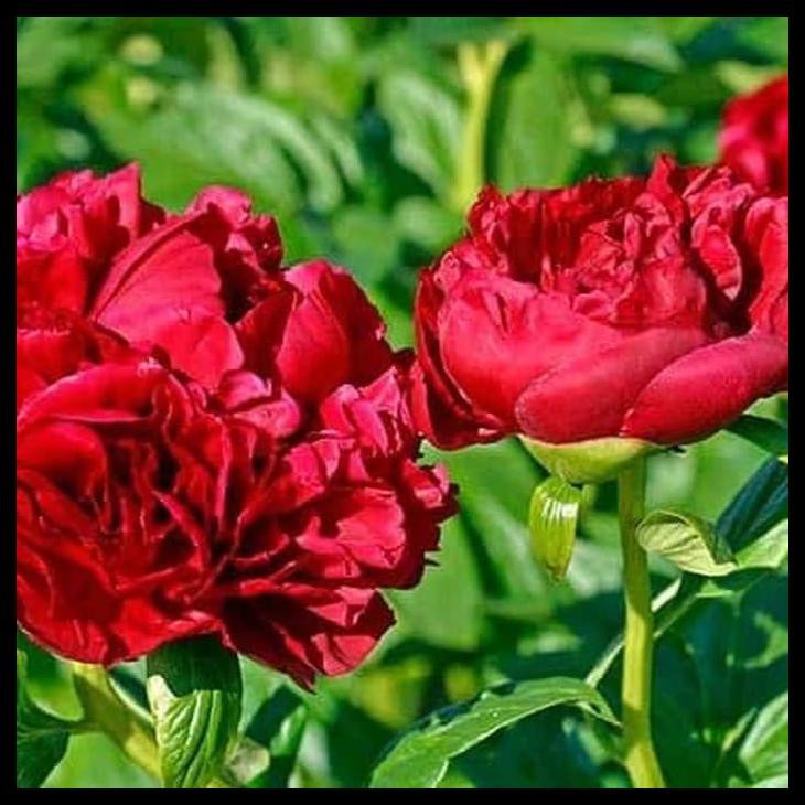 Buruan Beli Bibit Peony