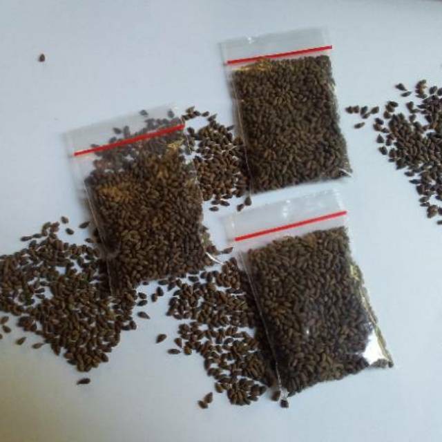 Shopritz Benih Balsa 10Gram 900 Biji Bibit Tanaman Kayu Balsa