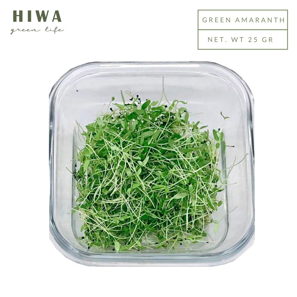 

HIWA Microgreen - Green Amaranth