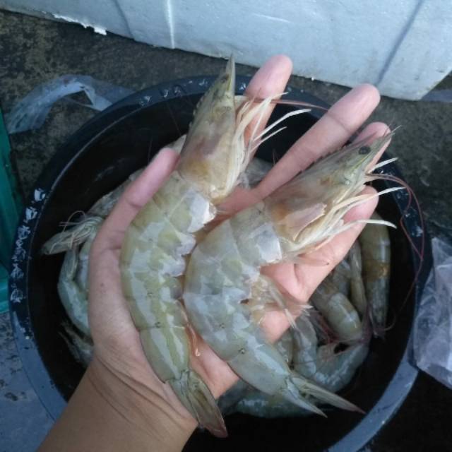 

Udang fanami jumbo