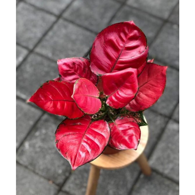 BISA COD ✅|| AGLONEMA MURAH AGLONEMA RED ANJAMANI TANAMAN AGLONEMA BIBIT AGLONEMA MERAH MERONA BUNGA