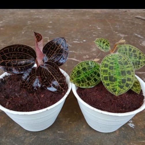 PAKET HEMAT KIAKSARA JEWEL ORCHID ANGGREK TANAH