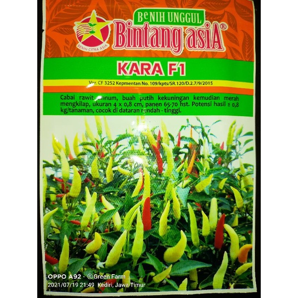 Cabe Kara F1 Cabe Rawit Hibrida 10 gr Original Pabrik Bintang Asia