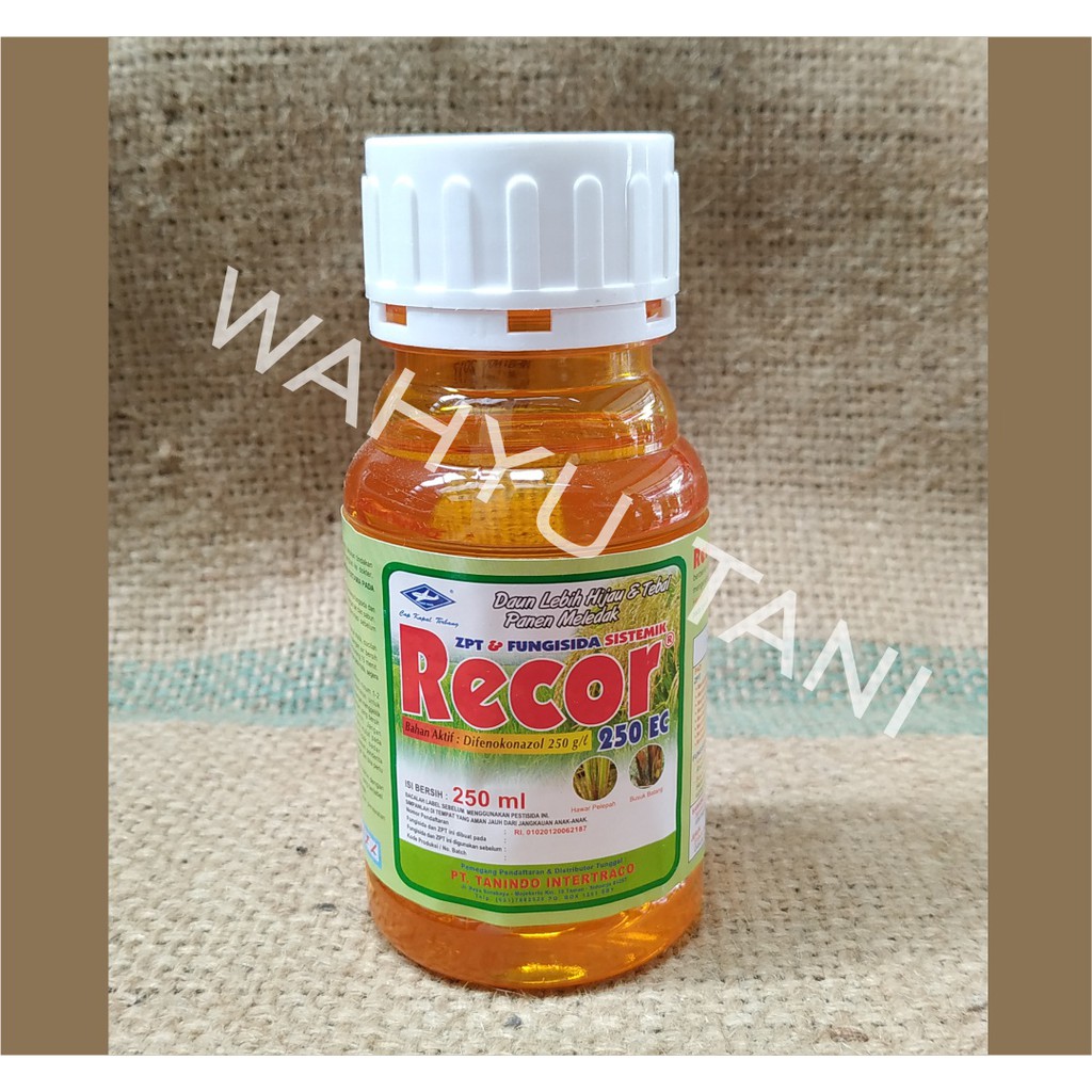 Recor 300 ec 250ml ZPT dan Fungisida Sistemik
