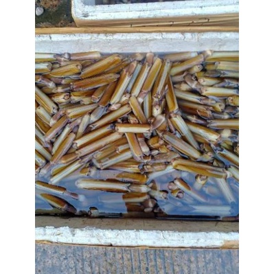 

limited STOCK!Kerang segar bambu seafood segar|RA6