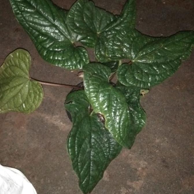 Tanaman Hias Sirih Anthurium / Pohon Sirih Anthurium Dewasa / Uk Besar Auliastorejkt