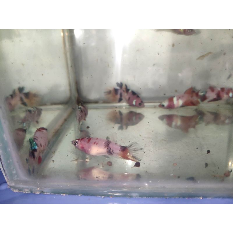 Cupang Nemo Multy Gold