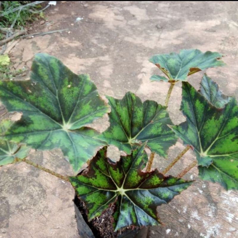 BEGONIA CLEOPATRA BINTANG-tanaman begonia cleopatra bintang