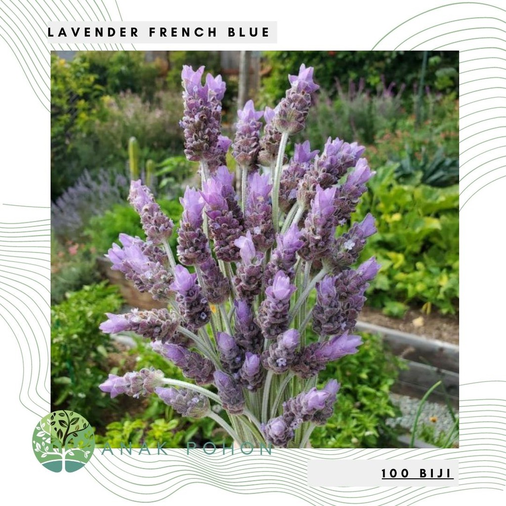 Benih Bibit Biji - Bunga Lavender French Blue Flower Seeds - GROSIR TERMURAH - IMPORT (100+ Biji)