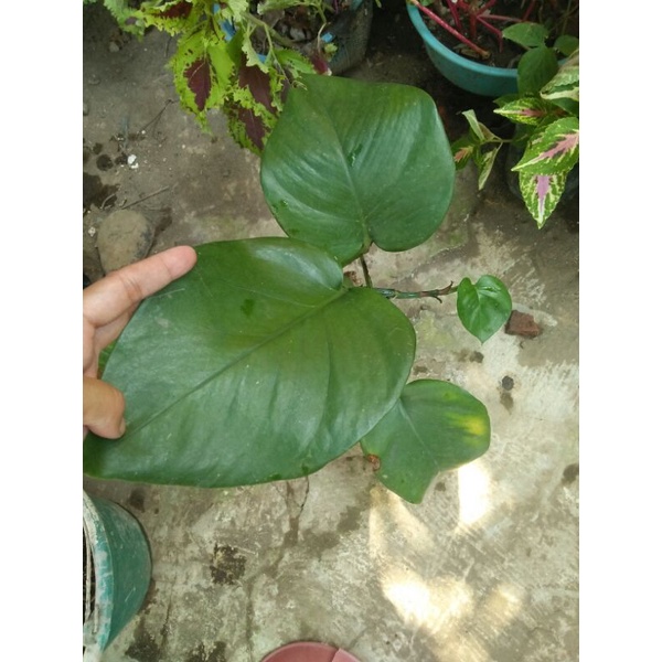 sirih gading jumbo hijau