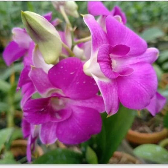 Anggrek Dendrobium Burana Pink Dewasa