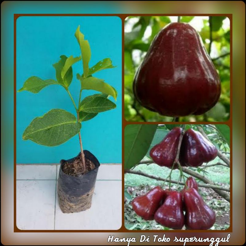 Bibit Jambu Air Black Diamond