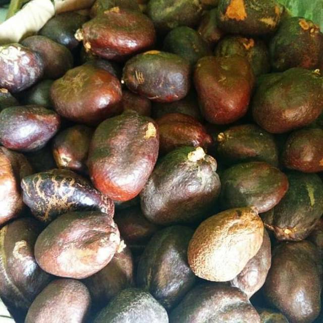 

Buah zuriat madinah program promil herbal