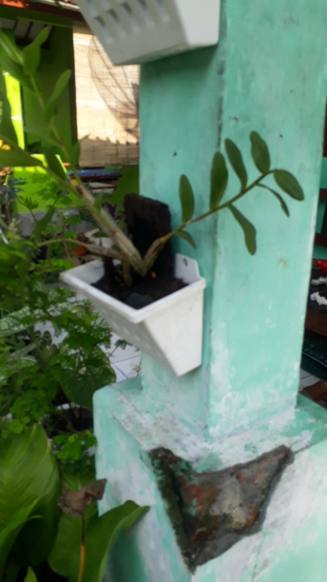 Papan Pakis Lempengan Pakis Media Tanaman