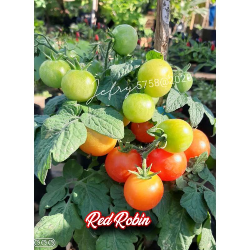 Benih Tomat Mini RED ROBIN /12 biji