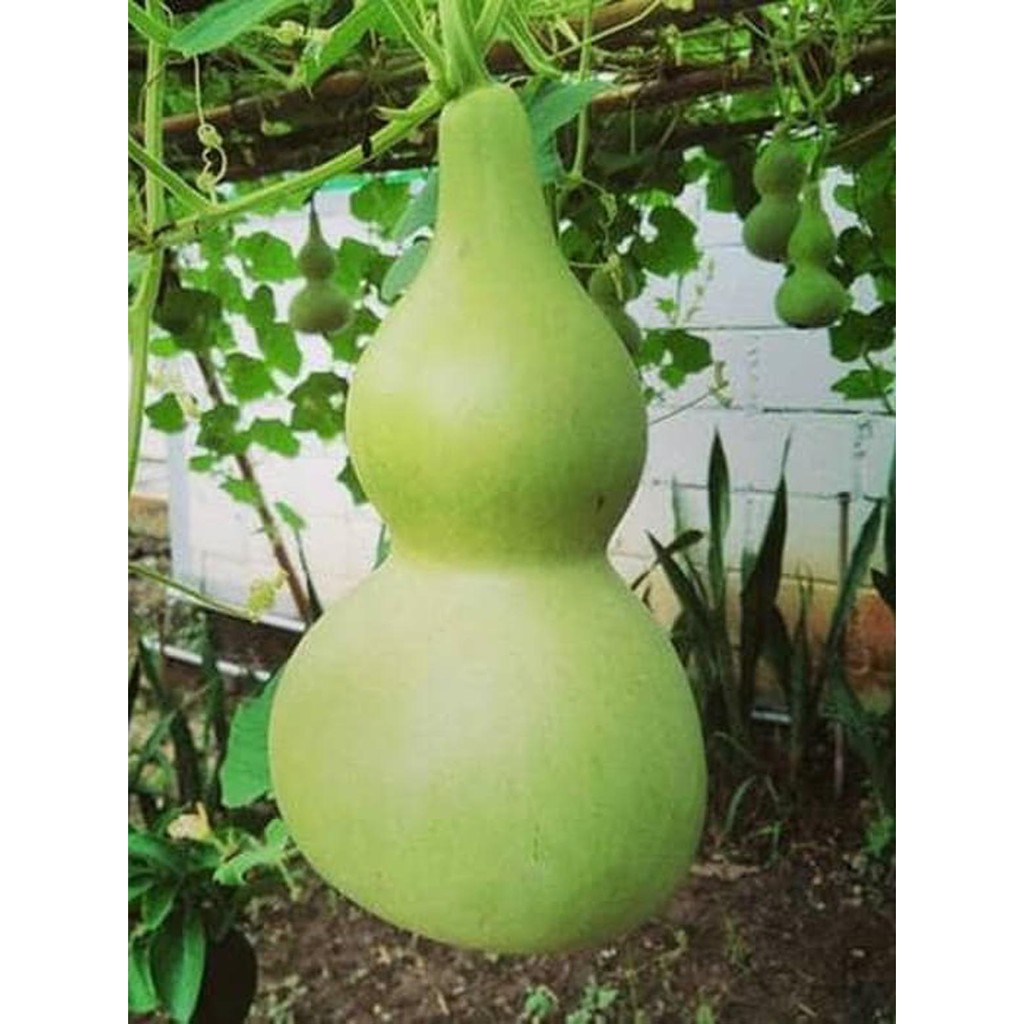 Biji Labu botol Unik Bottle Gourd - Bibit Tanaman Sayur Labu Botol - Sayur Labu Botol - COD