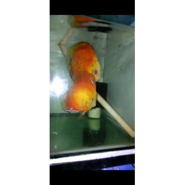 discus pair