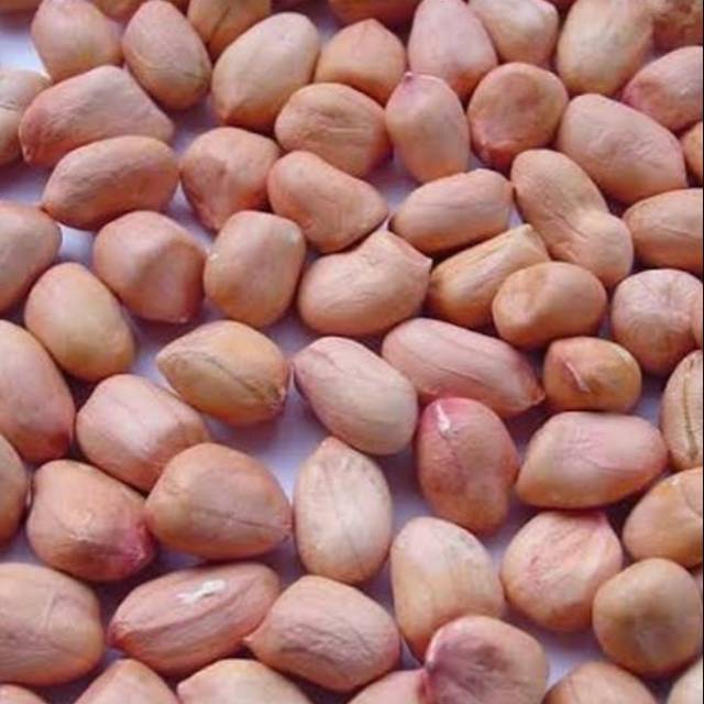 

Kacang tanah