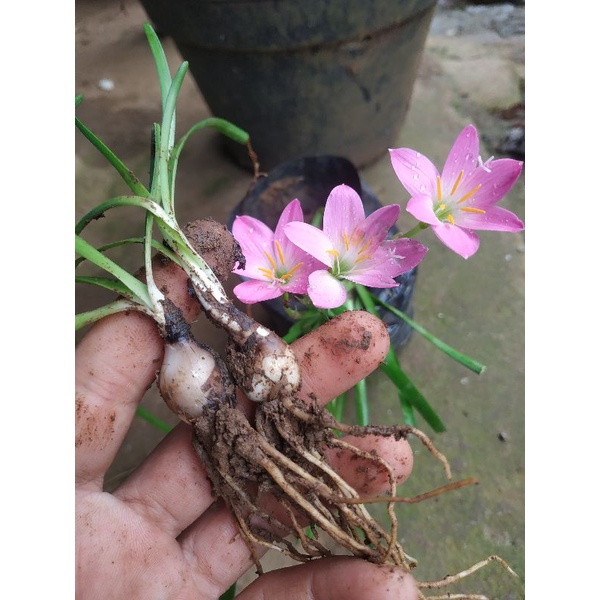 UMBI BUNGA RAIN LILY / BIBIT BUNGA RAIN LILY MURAH