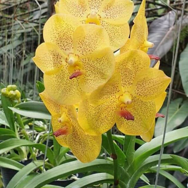 Anggrek vanda remaja