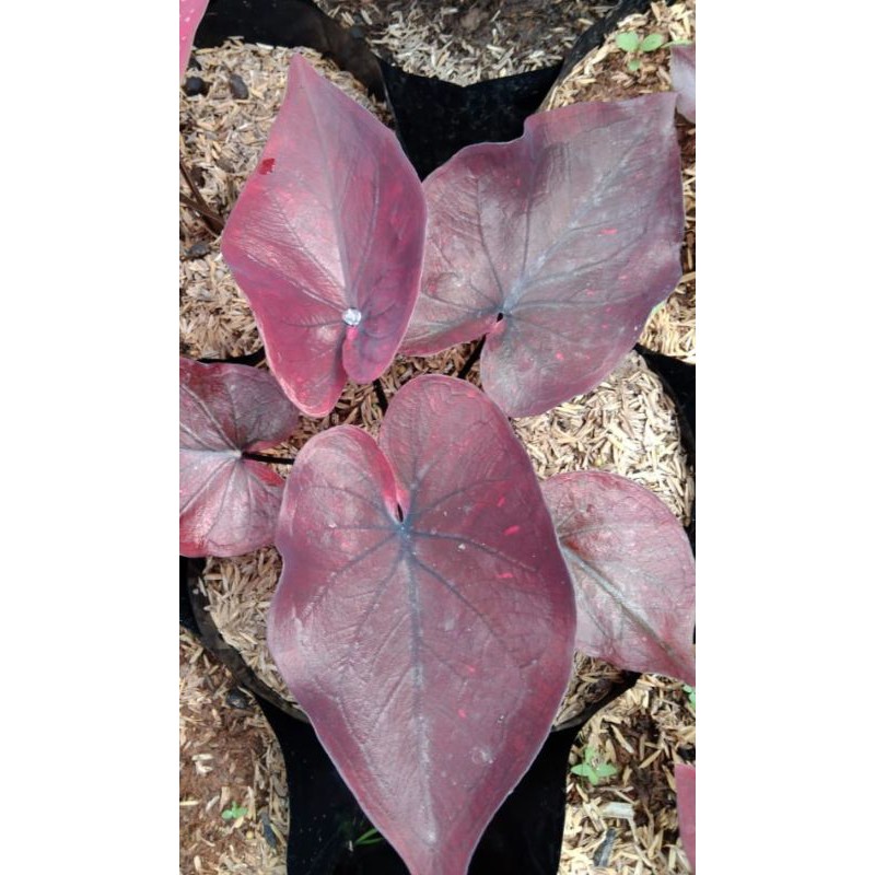 

bibit caladium dealova