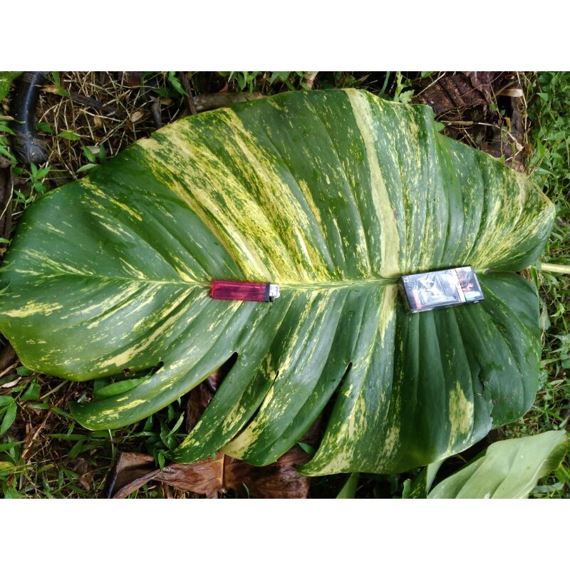 BONGGOL VARIGATA JUMBO Tanaman hias