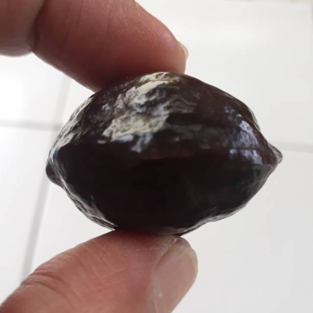 Muncang adu Pedang LK  matang