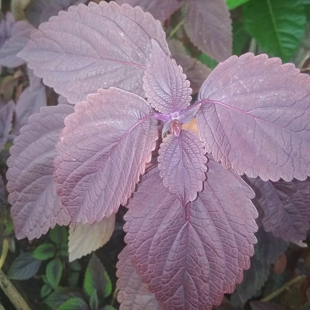 

Daun Miana/Daun Iler/Daun Jawer Kotok Segar (50 Lembar)