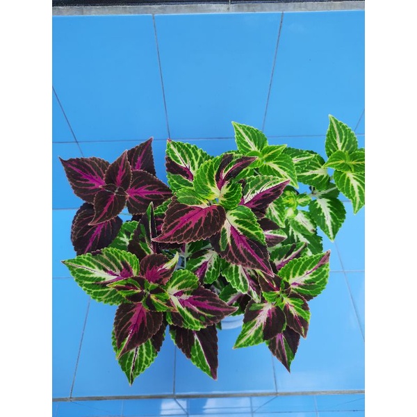 Miana/Coleus/SuperPremium/IDBorneo