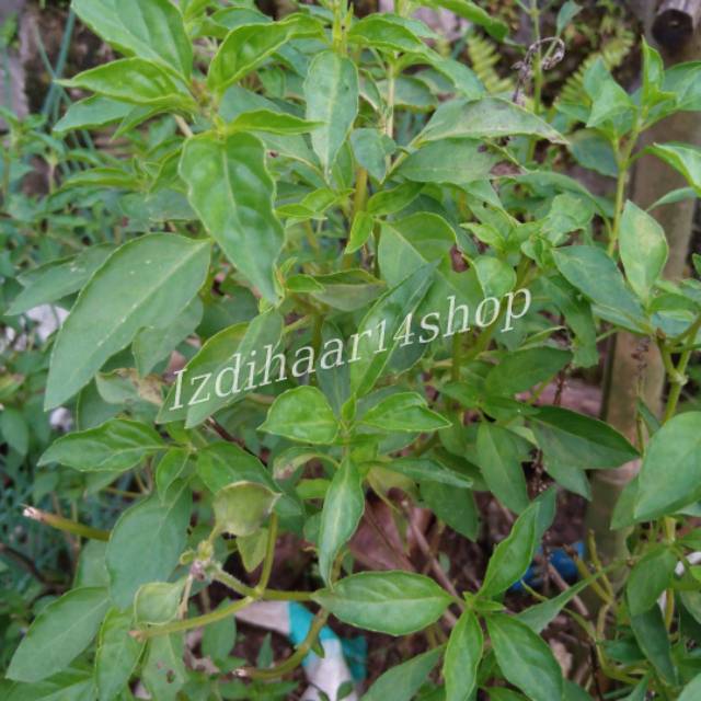 

Daun Kemangi Segar / Surawung, Jual Bibit ( COD)