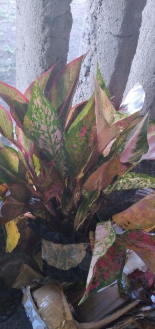 Paket 10 jenis bunga aglonema murah | Shopee Indonesia