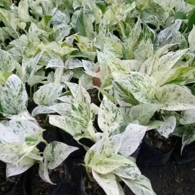 Tanaman hias gantung srigading putih-srigading varigata