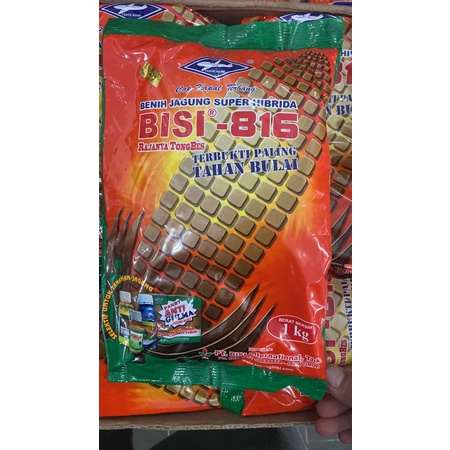 Benih Jagung Super Hibrida  BISI 816 isi 1 kg dr Cap Kapal Terbang