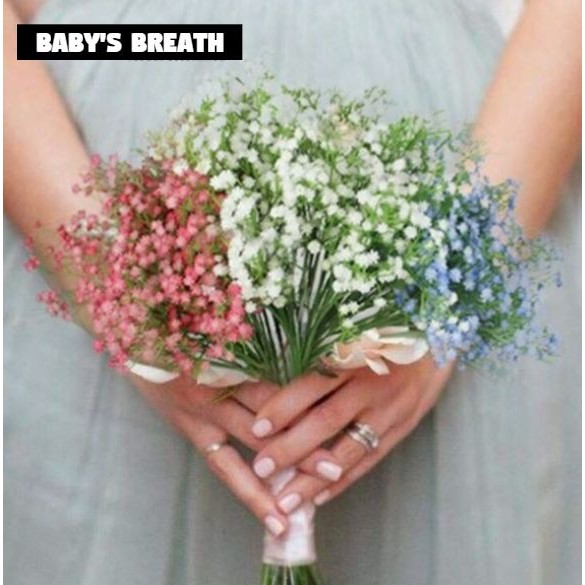  Bunga  baby breath babys breath satu  tangkai  Shopee Indonesia