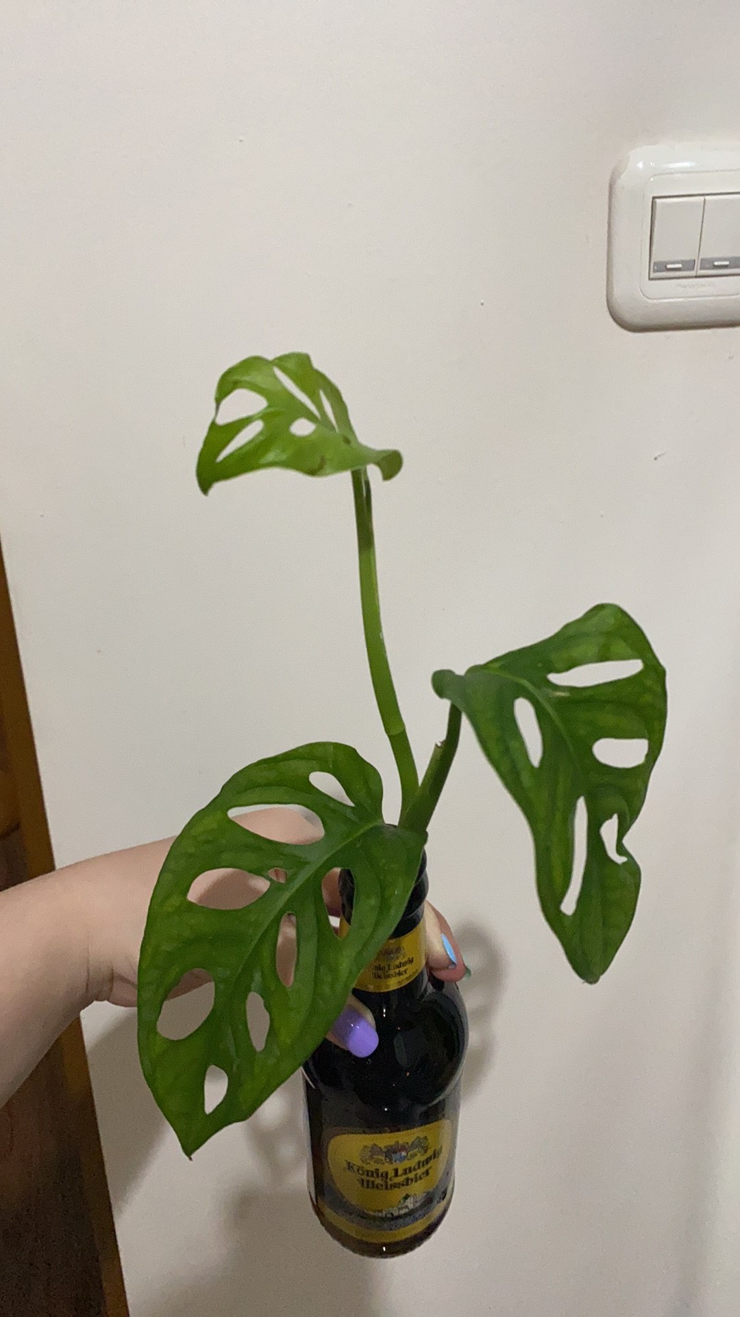 Monstera - Janda Bolong