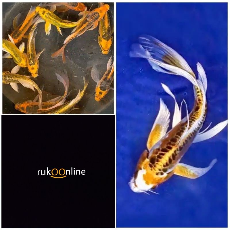 ikan hias koi slayer metalic size 15-18cm