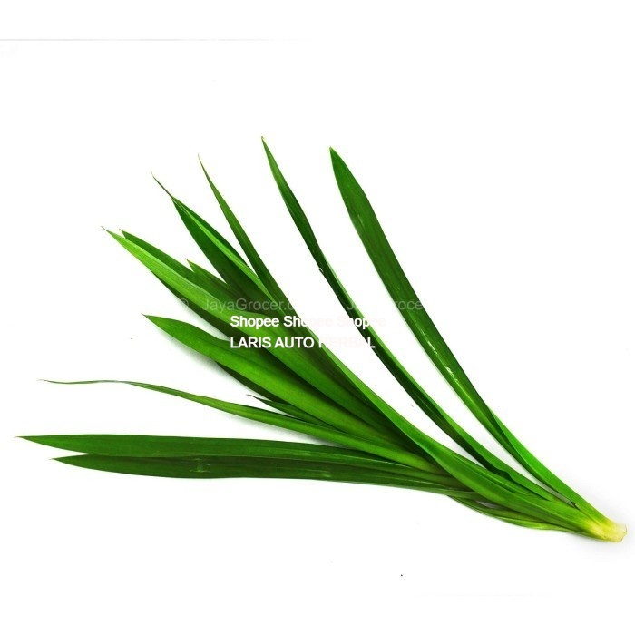

Daun Pandan Wangi Segar Perhelai Untuk Nasi Uduk Atau Kolak