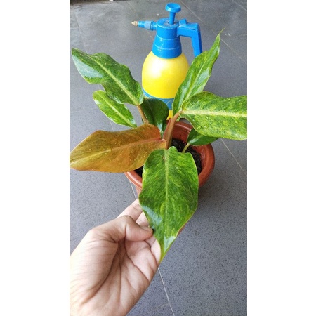 philodendron tricolor