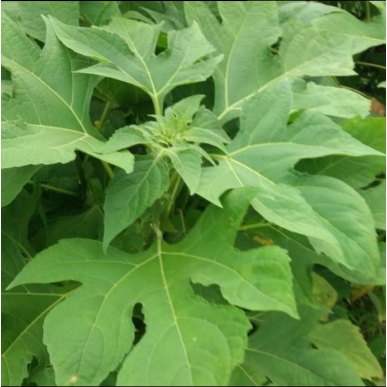 

HERBAL DAUN INSULIN SEGAR 300gr