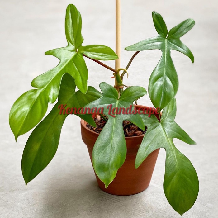 philodendron florida pedatum - tanaman hias philodendron florida