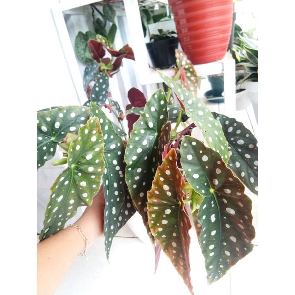 Begonia Polkadot besar / Begonia Totol/ Begonia rex Polkadot