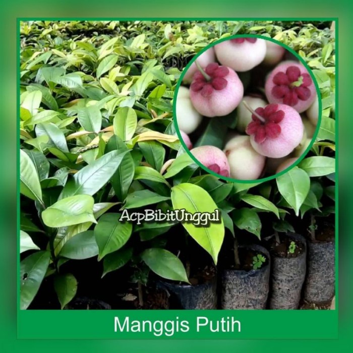 BIBIT MANGGIS PUTIH NON BIJI